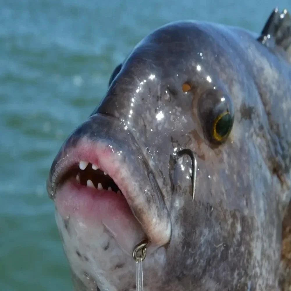 Goture Long Shank Barbed Fishing Hooks – Stainless Steel Hooks (10PCS)